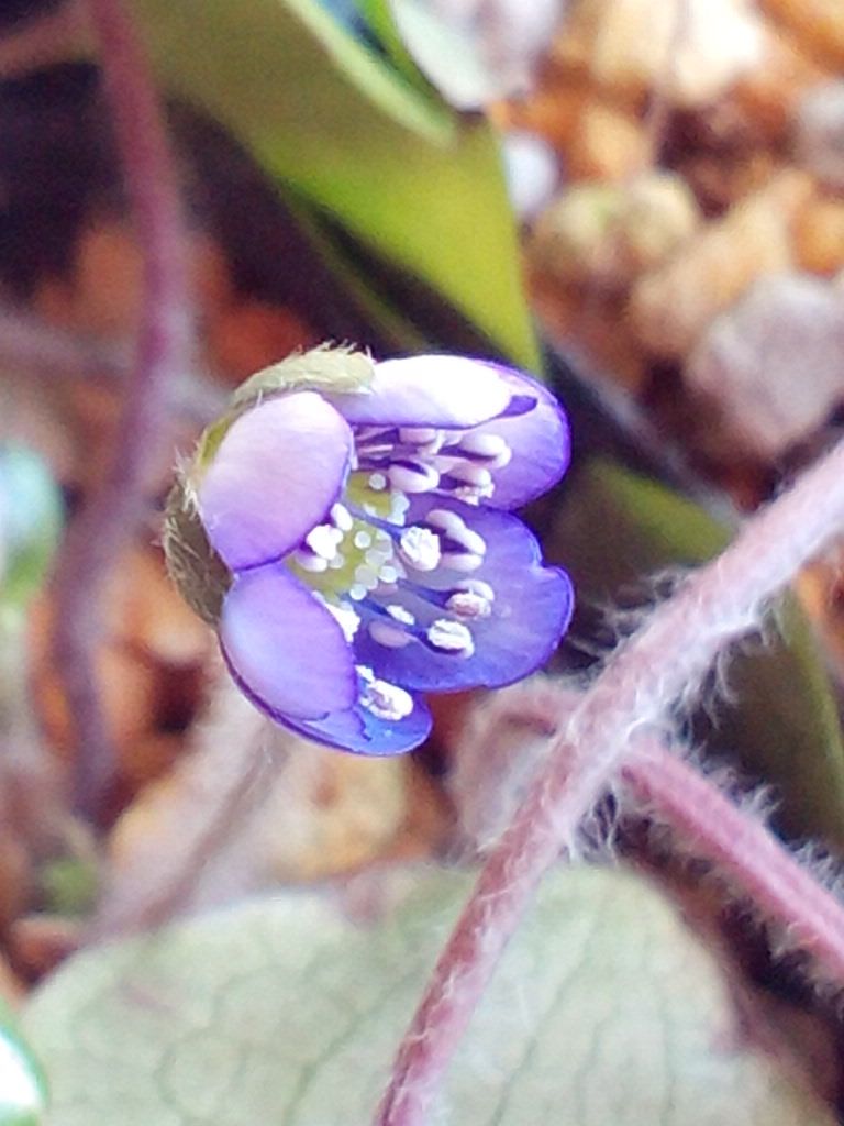 雪割草