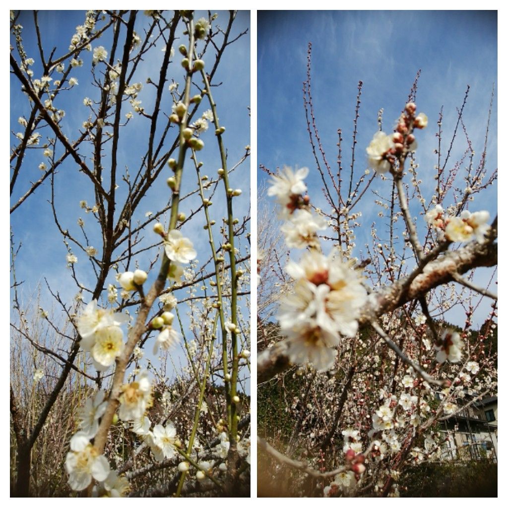 確定申告に行って来ました