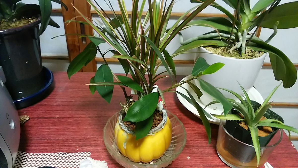 頂き物の植物