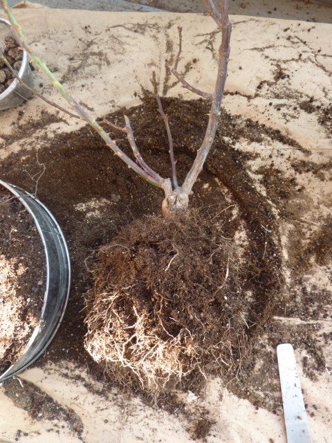 バラの剪定と植替