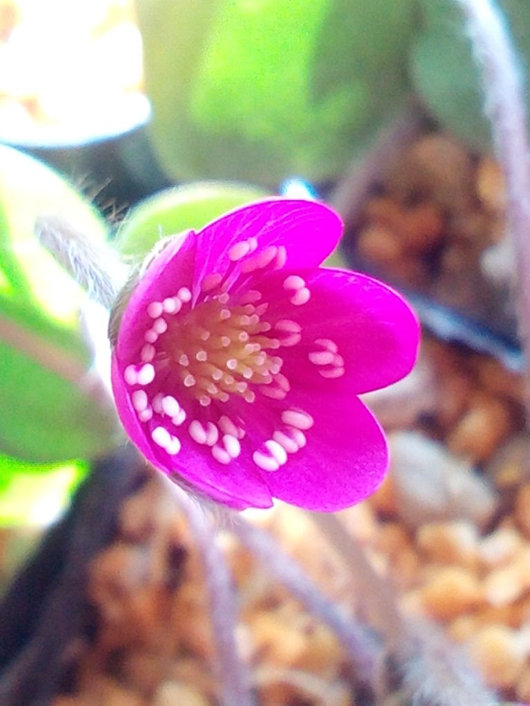 今日の雪割草(-^〇^-)