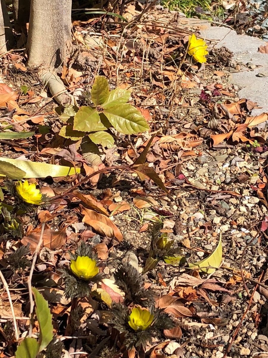 お庭の様子🌱