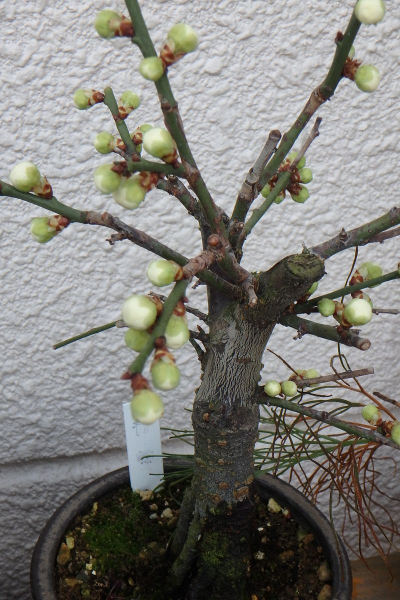 今日のお花たち（梅）