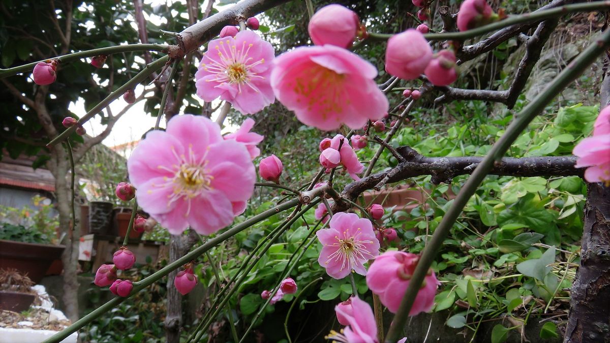 今朝の花様子