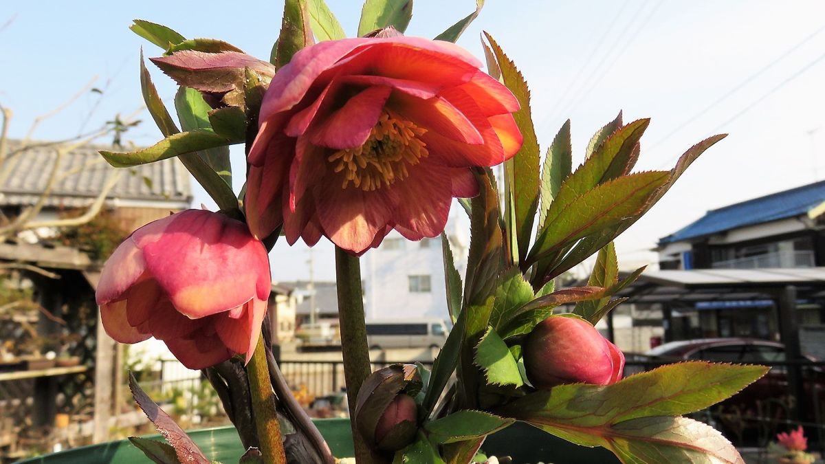 今朝の花様子　クリスマスローズ