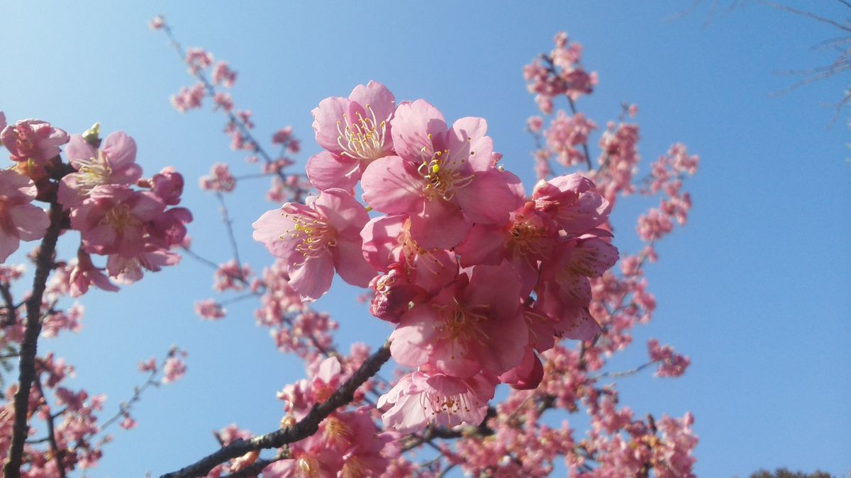 桜の花