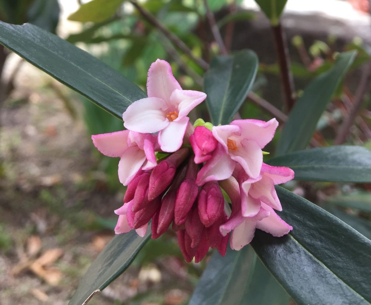 今日の花   ２