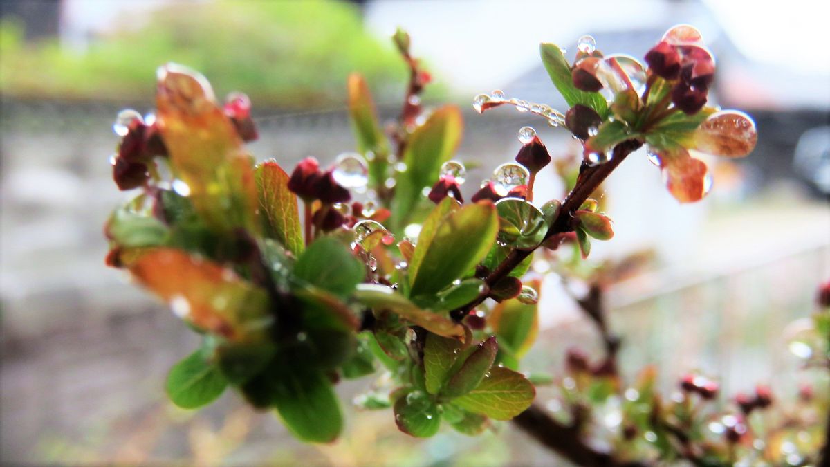 雪の日は「雪の華」雨の日は「水滴の華」