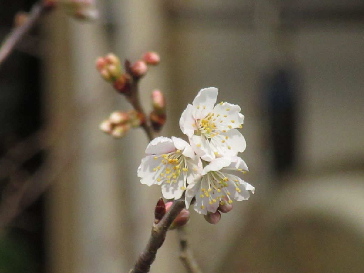 由愛(ゆめ)の花日記♪