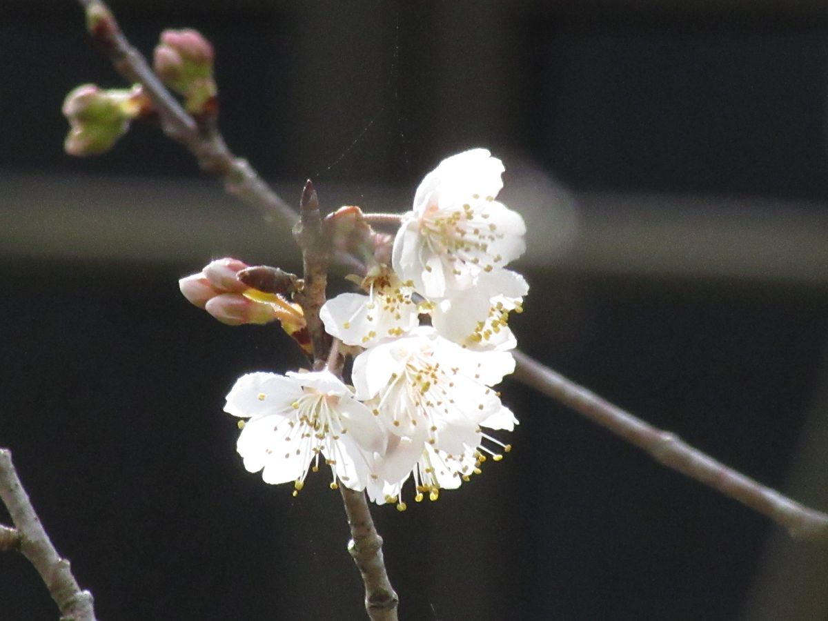 由愛(ゆめ)の花日記♪