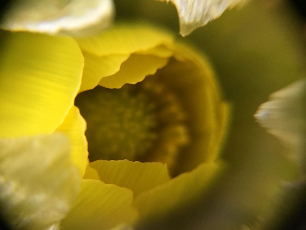 福寿草 花梅