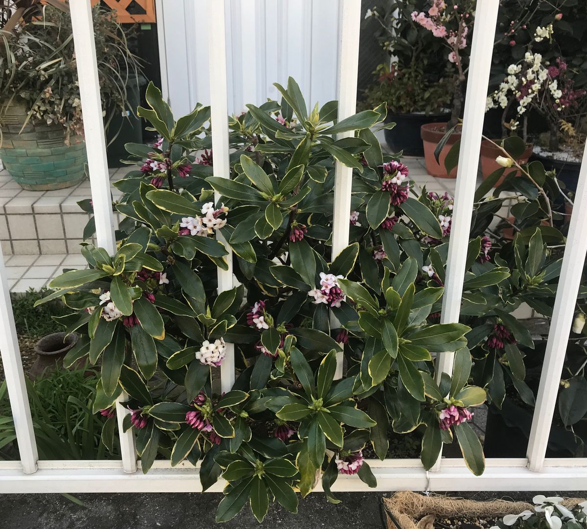 春の香り花木「沈丁花」❣️