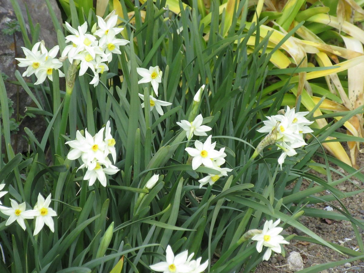 由愛(ゆめ)の花日記♪