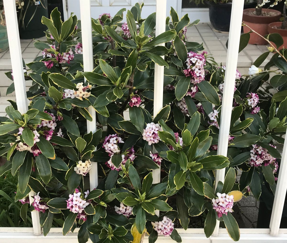 春の香り花木…沈丁花・満開❣️