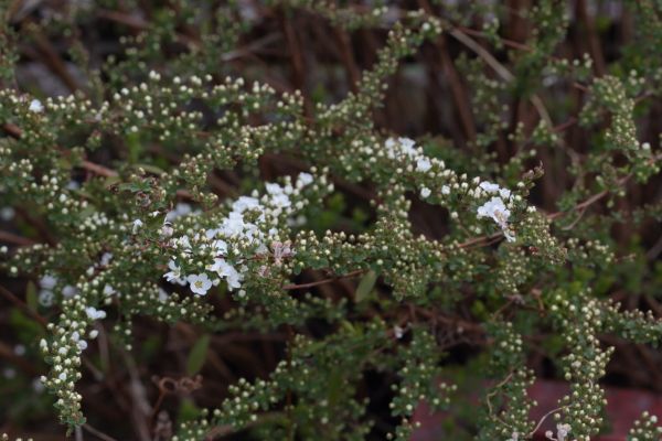 あれこれ開花し始めています