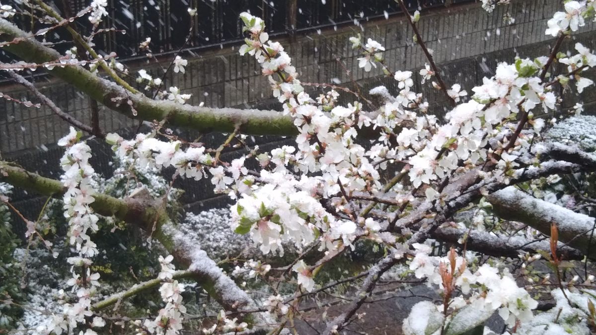 花に雪❄️