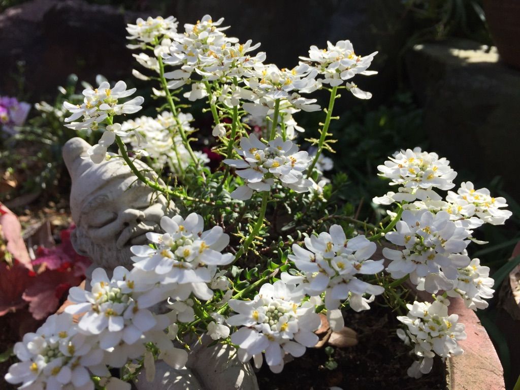 父と〇〇さんに白いお花を捧げます✿