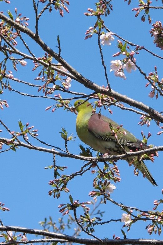 鳩よ来い！