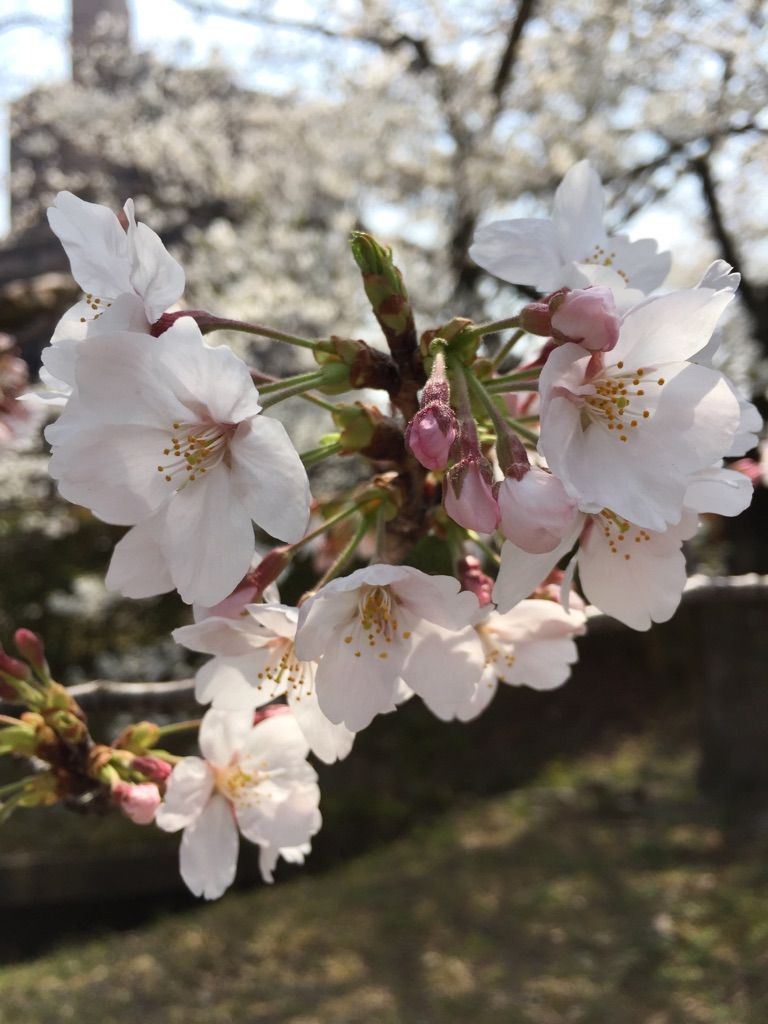  桜散歩✿