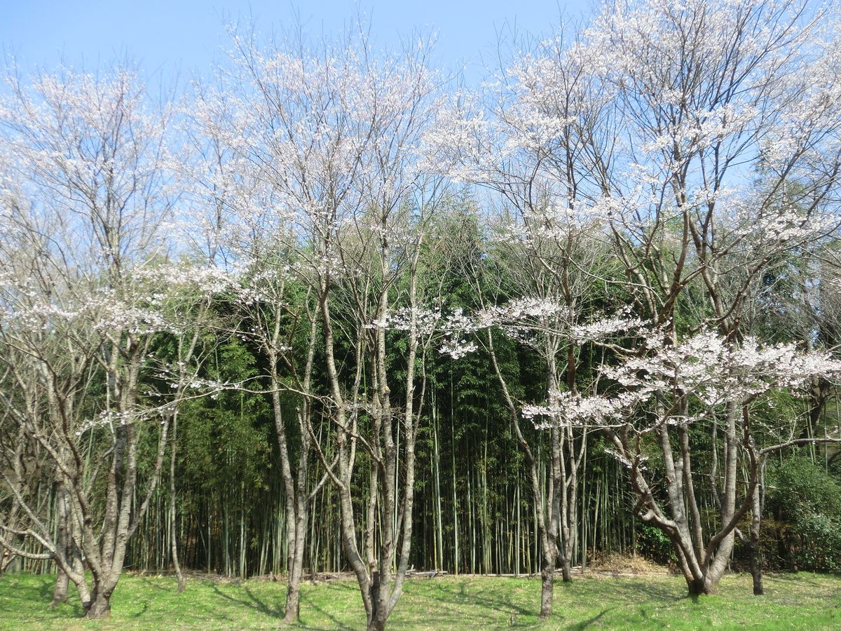 カタクリと桜