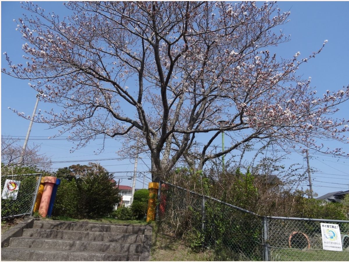 春の本番🌸桜🌸が咲いた🙌🙌🙌