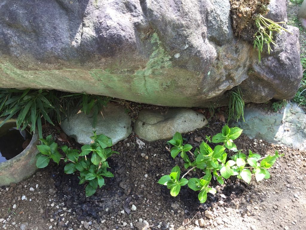 「紫陽花の小道」造ってます✿