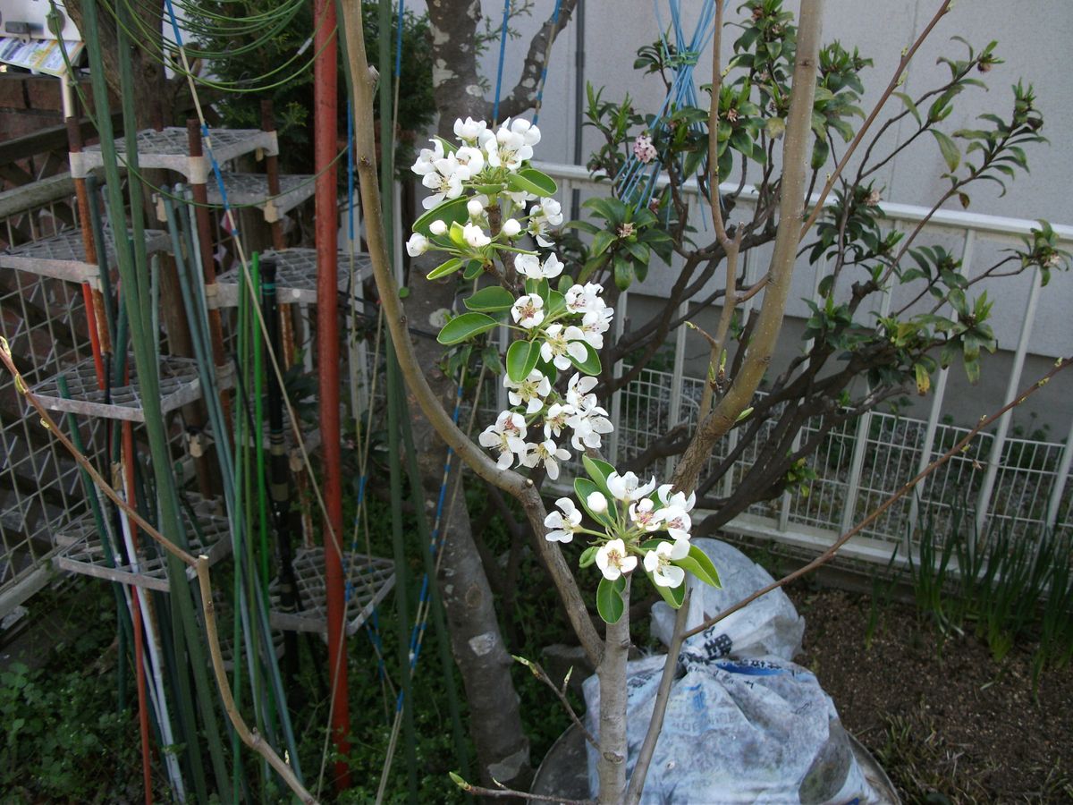 こっちゃーけへ～花子咲きそうだねす