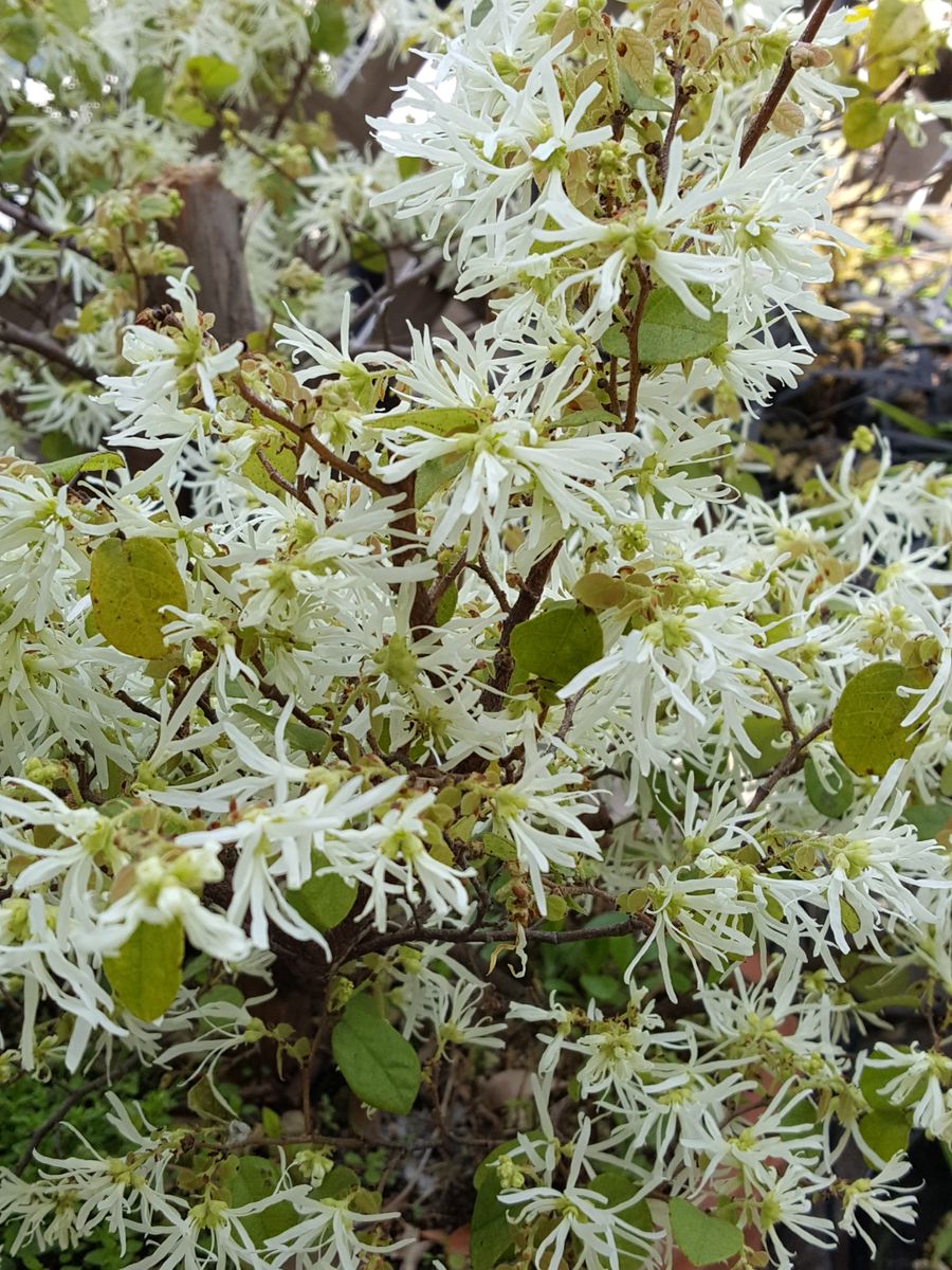 ふくおかルーバルガーデン2～春の庭、満開の🌷💠たち