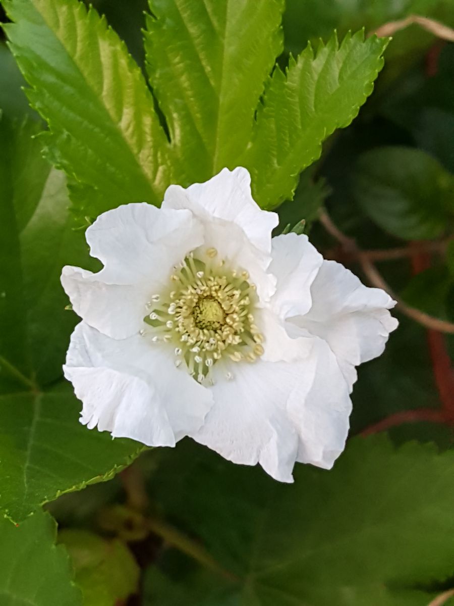 ふくおかルーバルガーデン2～春から初夏の庭へ🍀