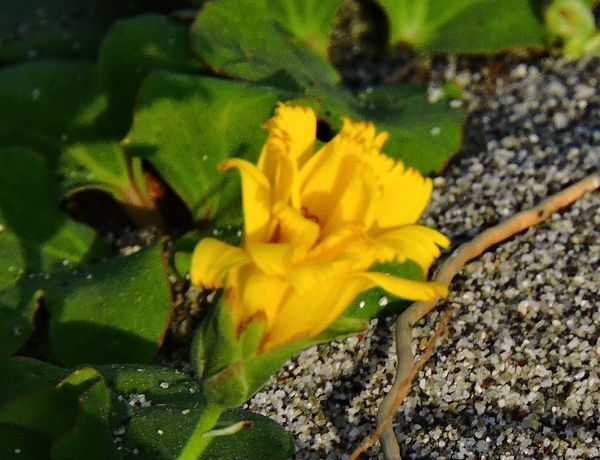 浜苦菜(ハマニガナ)の花