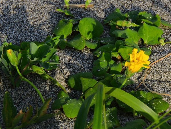 浜苦菜(ハマニガナ)の花