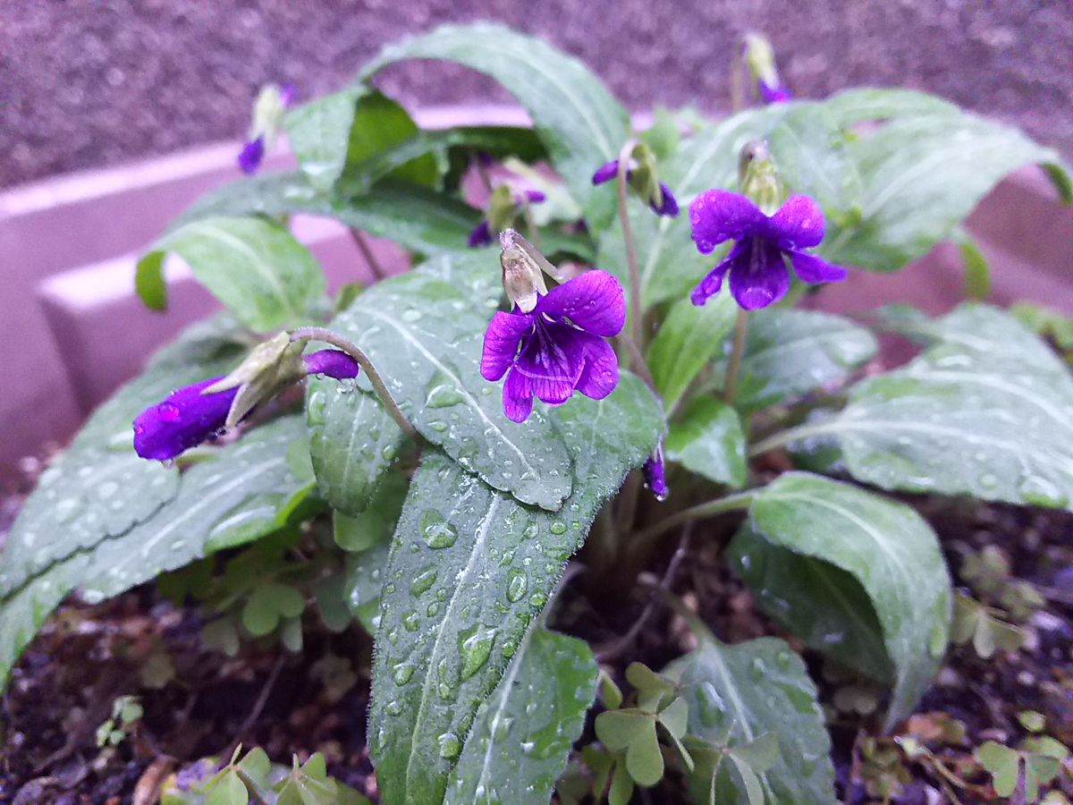 今日も雨