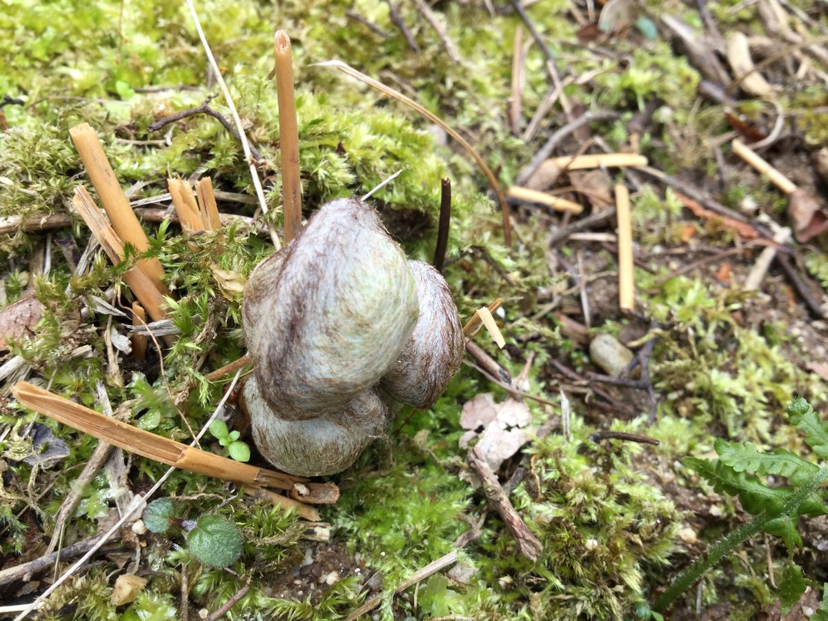 エビネの新芽が(^_^)