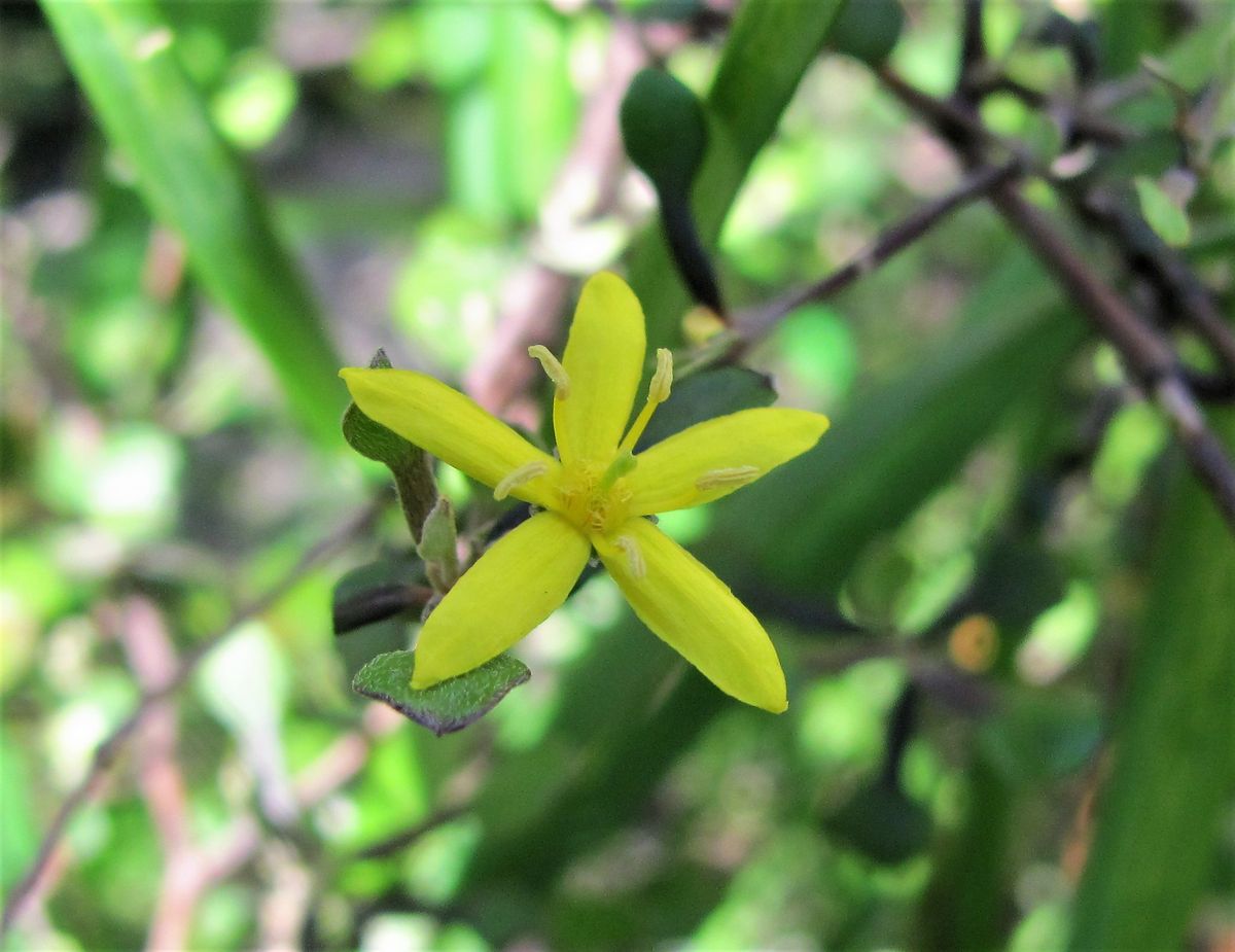 庭の花ですが・・・