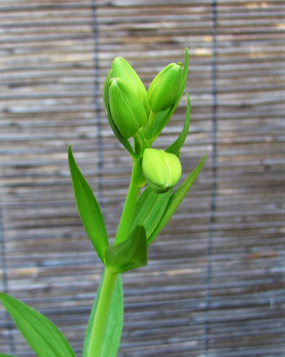 庭の花ですが・・・