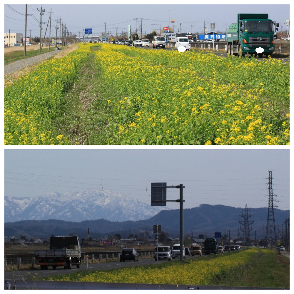 続き…一人お花見ドライブ！