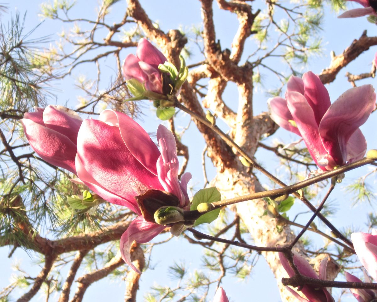 朝の花