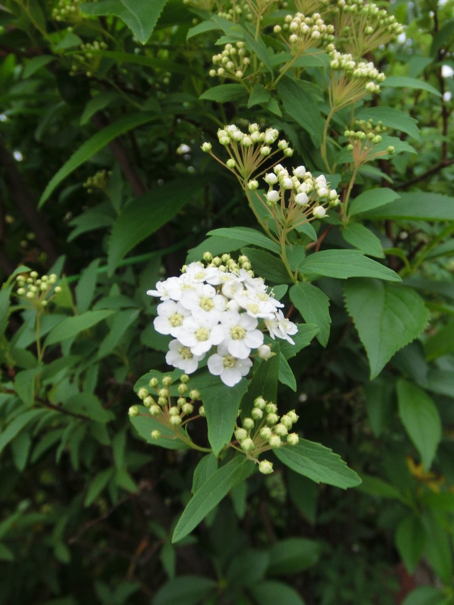 今日も白い花