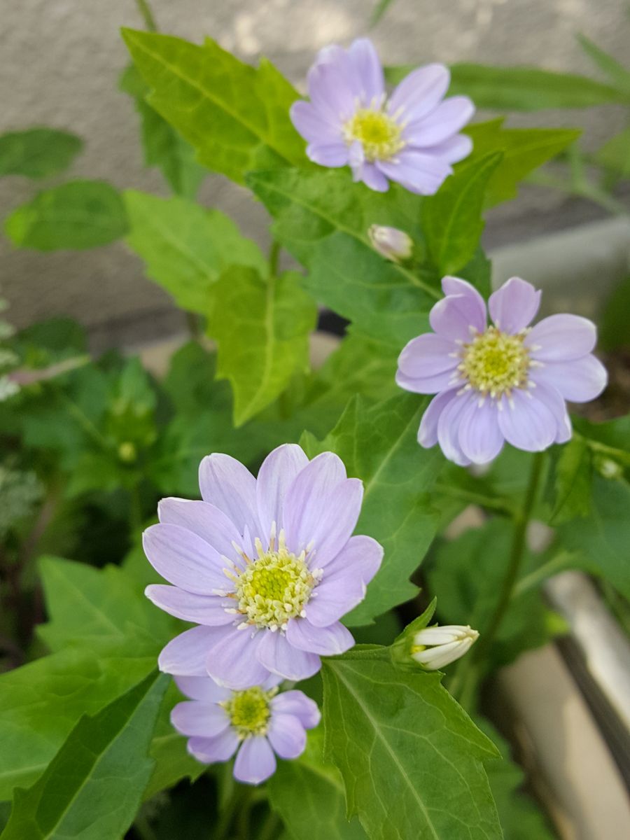 ふくおかルーバルガーデン2～春💠の庭便りオダマキの花顔？