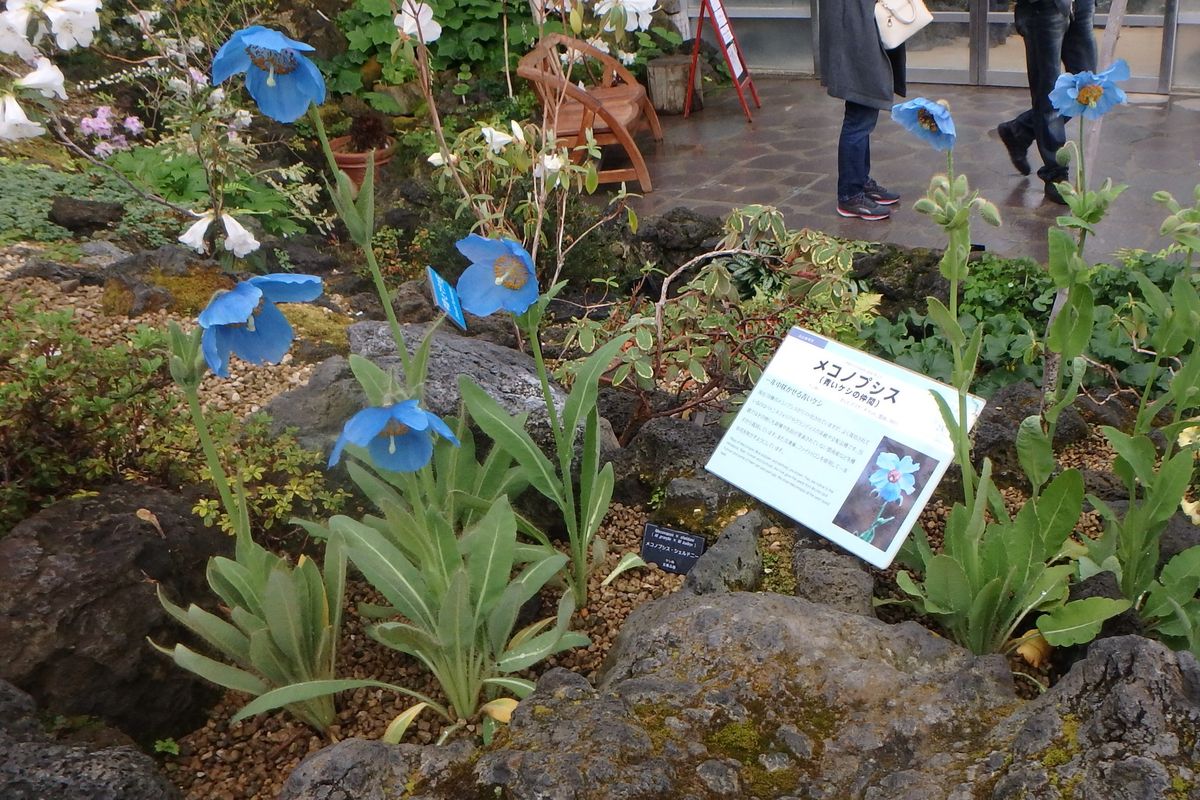 咲くやこの花館の散歩道１３