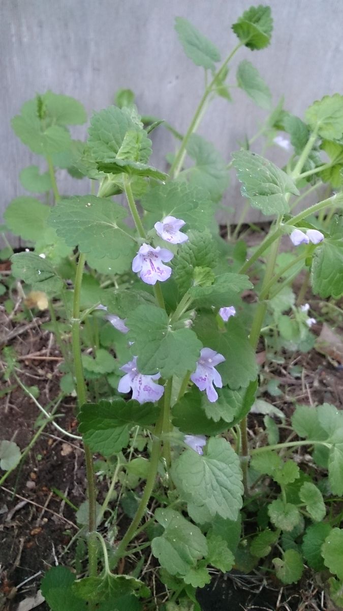 今朝の庭から