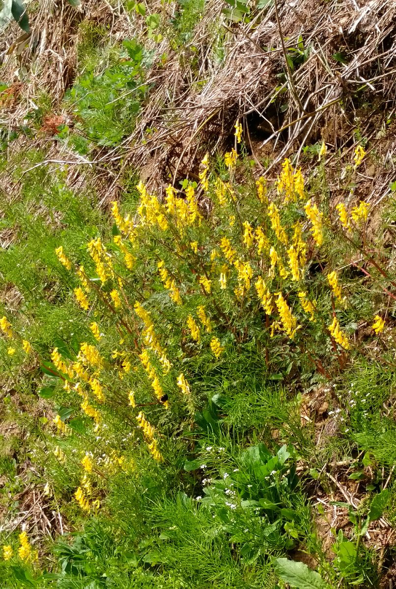 故郷の山の🌸花便り🌼其の３