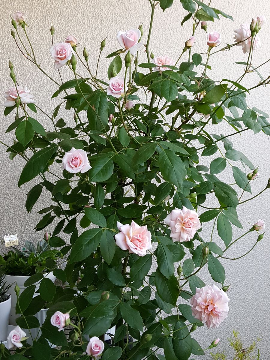 ふくおかルーバルガーデン2～春💠の庭優しさを届けるピンクの薔薇🌹😉