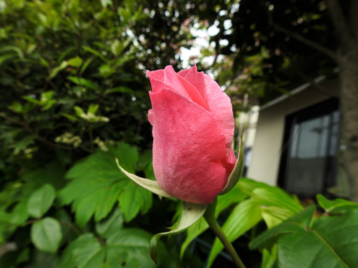 こっとの庭　（薔薇）