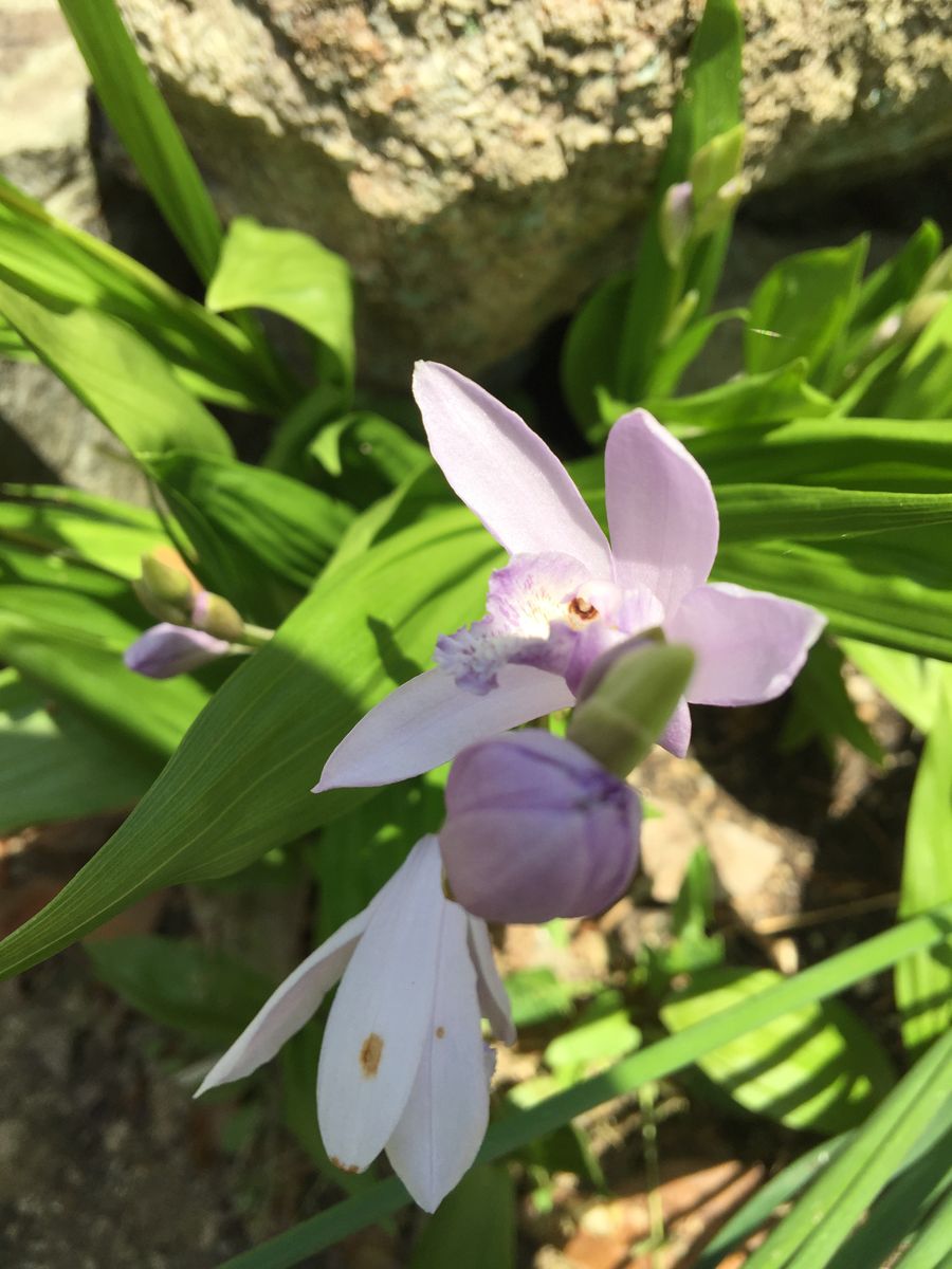 今日の花   ２