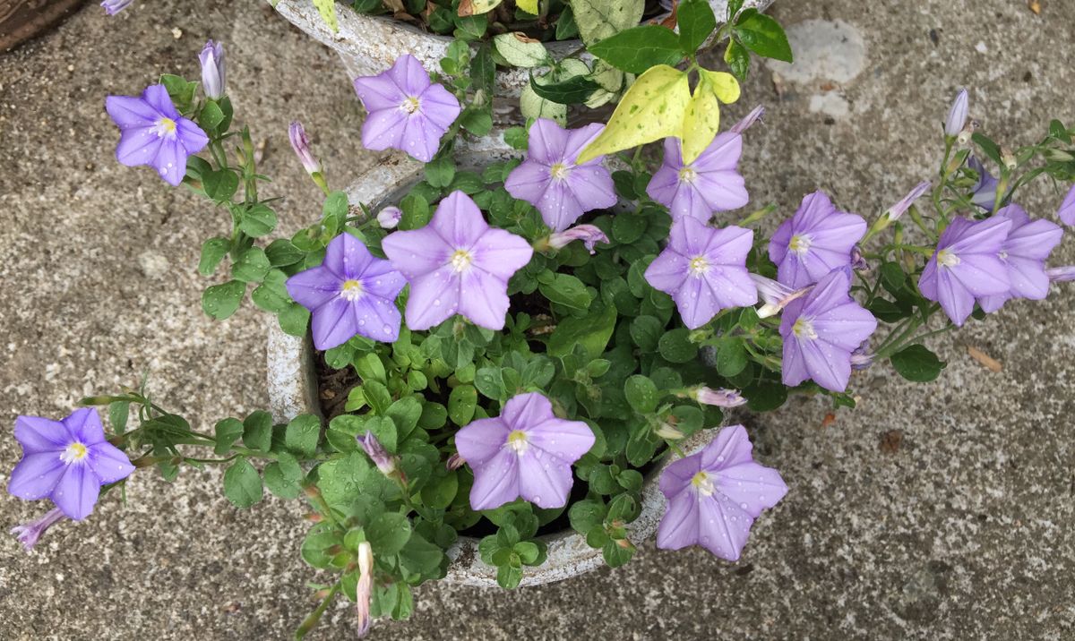 今日の花