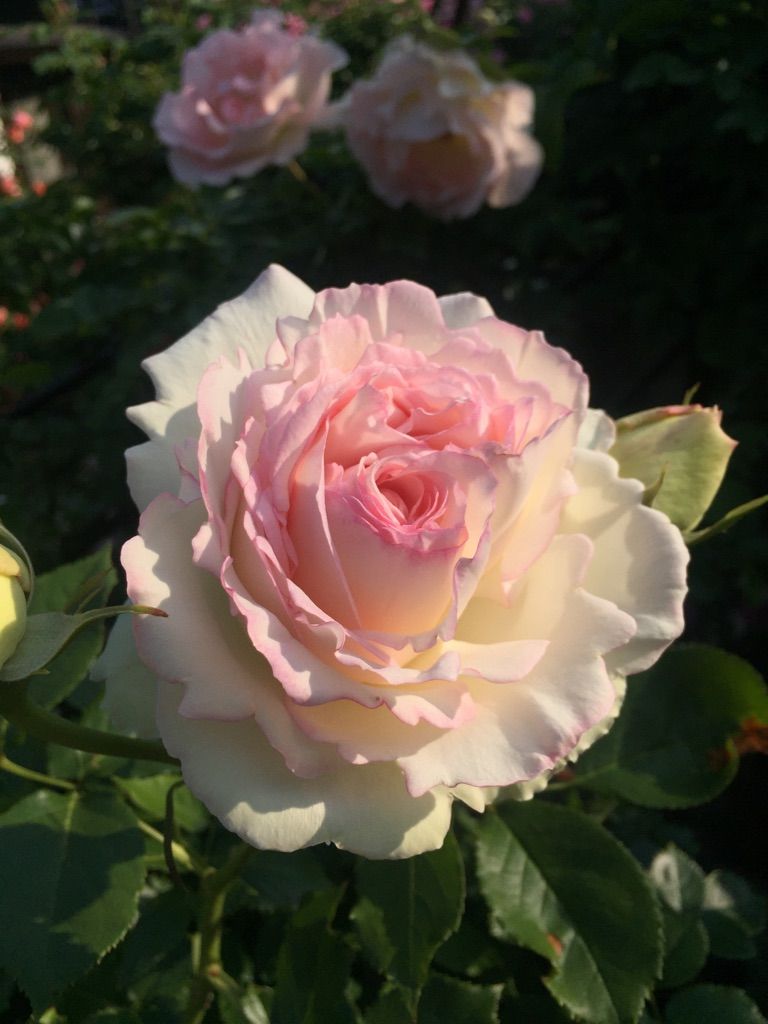 ブラン・ピエール・ドゥ・ロンサールの一番花｡♥｡･ﾟ♡ﾟ･｡♥｡･ﾟ♡ﾟ･｡♥｡