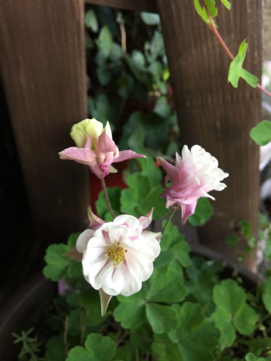 今日の花