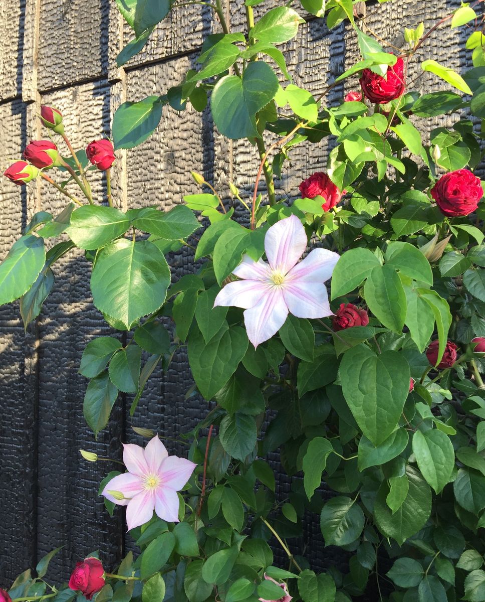 今日の花