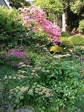 藤の花開花